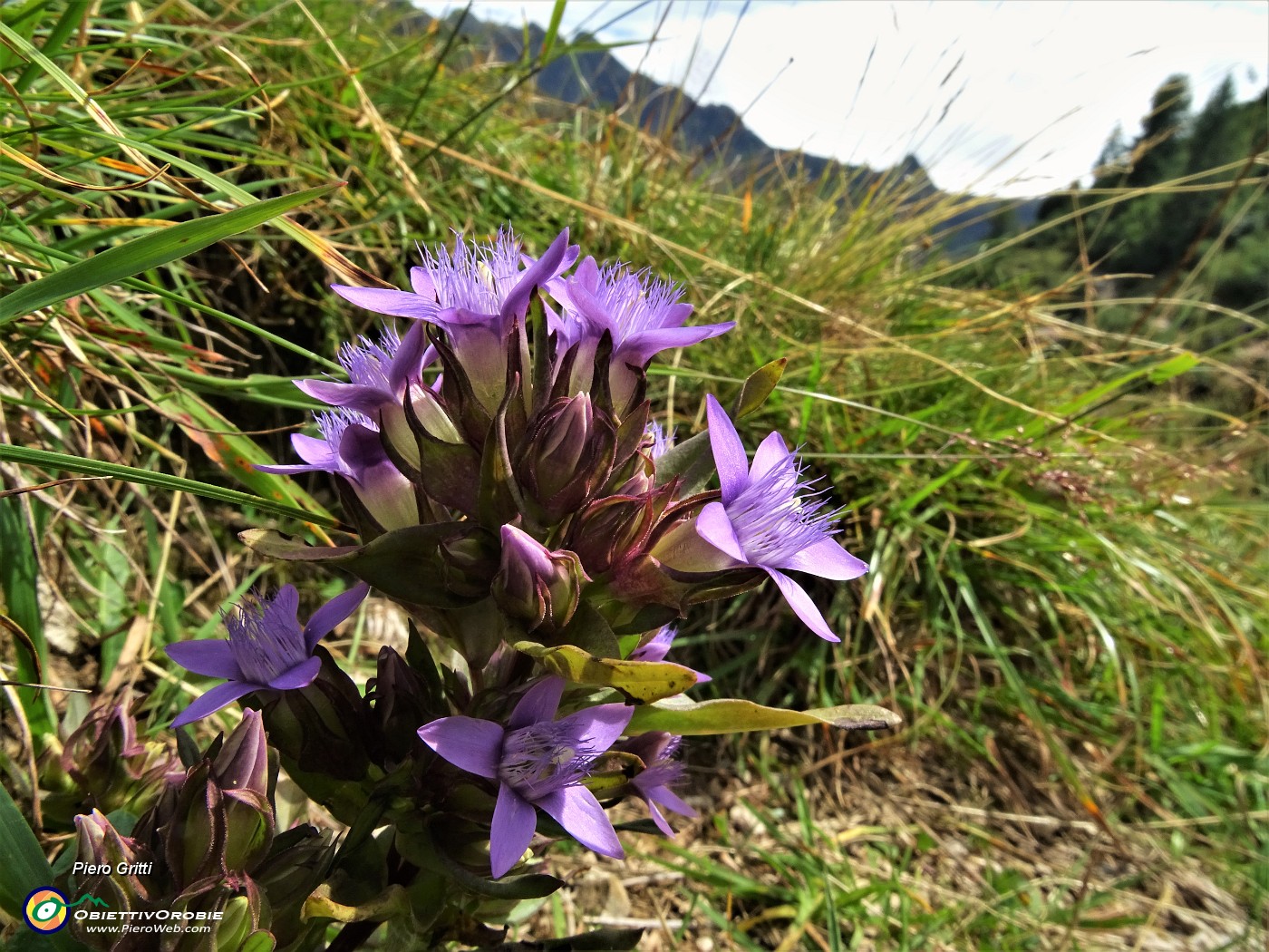 50 Genzianella germanica (Gentianella germanica) in fiore.JPG